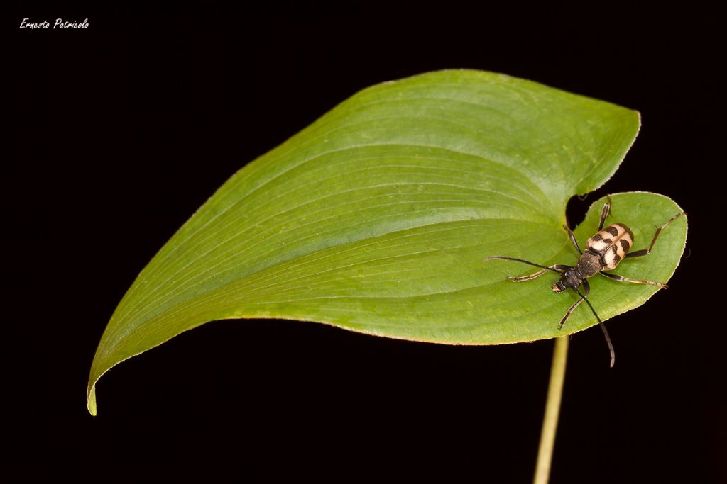 Cerambycidae da identificare